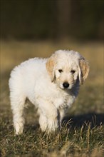 Goldendoodle in the meadow