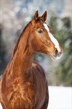 Hanoverian horse with brown reddish fur