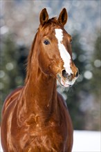 Hanoverian horse with brown reddish fur
