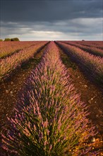 Blooming lavender (Lavandula angustifolia) field