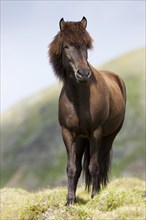 Icelandic chestnut horse in pasture