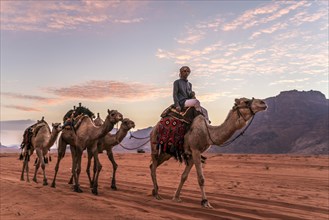 Bedouin with camels in the desert Wadi Rum