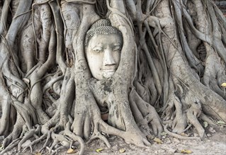 Buddha head statue in bodhi tree (Ficus religiosa)