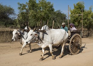 Bullock cart on a dirt road in Bagan