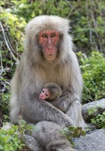 Female Japanese Macaque (Macaca fuscata) with baby