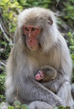 Female Japanese Macaque (Macaca fuscata) with baby