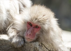 Japanese Macaque (Macaca fuscata)