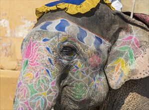 Close-up of painted Indian elephant at Amber Fort