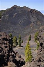 Canary Island pines (Pinus canariensis) off Duraznero volcano