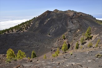 Canary Island pines (Pinus canariensis) at the crater of the volcano Duraznero