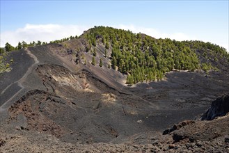 Canary Island pines (Pinus canariensis) on Duraznero volcano