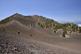 Canary Island pines (Pinus canariensis) on the hiking trail to the volcano Duraznero