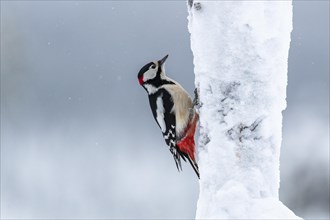Great spotted woodpecker (Dendrocopos major) on a snowy tree trunk