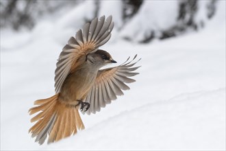Siberian jay (Perisoreus infaustus) flying in the snow