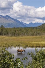 Elk cow (Alces alces) standing in the water eating