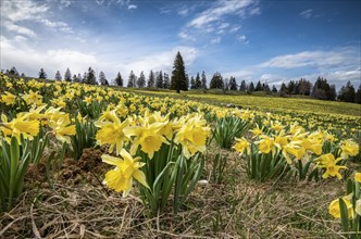 Sea of flowers with blooming yellow Daffodils (Narcissus) in a meadow