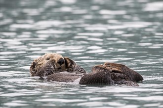 Sea otter (Enhydra lutris) floats on back