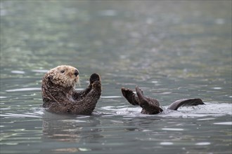 Sea otter (Enhydra lutris) floats on back