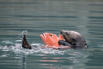 Sea otter (Enhydra lutris) eats captured fish in water