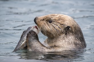 Sea otter (Enhydra lutris) eats captured fish
