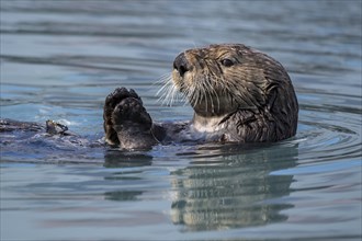 Sea otter (Enhydra lutris) floats on the back