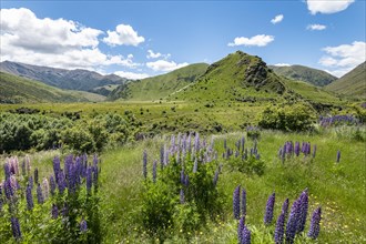 Large-leaved lupins (Lupinus polyphyllus) in Mountain Landscape