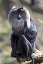 Lion-tailed macaque or wanderoo (Macaca silenus)