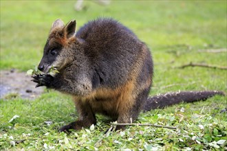 Red-necked or Bennett's wallaby (Macropus rufogriseus) eating
