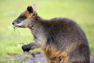 Red-necked or Bennett's wallaby (Macropus rufogriseus) feeding
