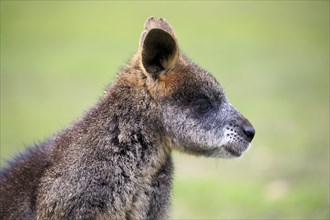 Red-necked or Bennett's wallaby (Macropus rufogriseus)