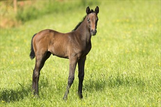 Thoroughbred horse