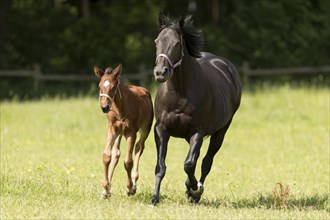 Thoroughbred horse