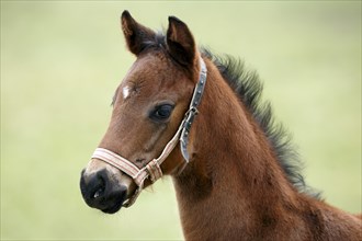 Thoroughbred horse