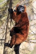 Red ruffed lemur (Varecia rubra) climbing