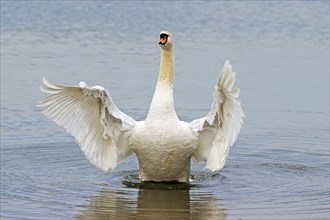 Mute swan (Cygnus olor) in water