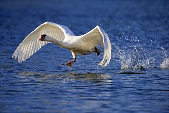 Mute swan (Cygnus olor) taking flight from water