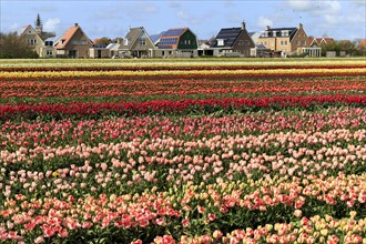 Colorful blooming tulips field (Tulipa)