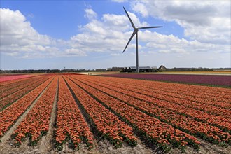 Blooming tulip field in Alkmaar with windmills