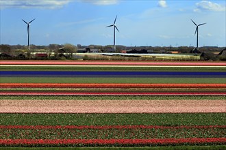 Blooming tulip field (Tulipa) in Alkmaar with windmills