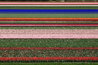Blooming tulip fields (Tulipa) in Alkmaar