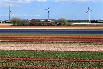 Blooming tulip fields (Tulipa) with wind turbines in Alkmaar