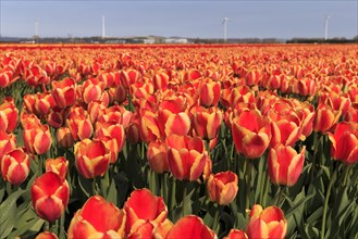 Blooming tulip field (Tulipa) in Alkmaar