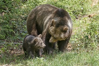 Brown bears (Ursus arctos)
