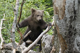 Brown bear (Ursus arctos) cub climbing tree