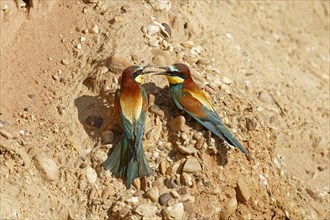 Bee-eater (Merops apiaster) at nesting wall
