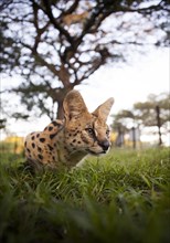 Serval or tierboskat (Leptailurus serval) lying in wait