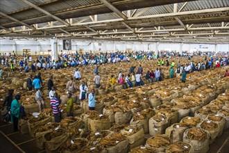 Local workers between huge bags with dried tobacco leaves in a hall on a Tobacco auction