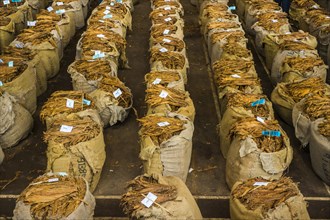 Huge bags of dried tobacco