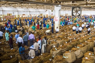 Local workers between huge bags with dried tobacco leaves in a hall on a Tobacco auction