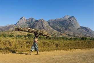 Woman with huge pile of wood carrying wood on her head before Mount Mulanje